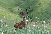 European deer (Cervus elaphus), velvet deer in blooming asphodel, 1800m altitude, Haute-Garonne, France.