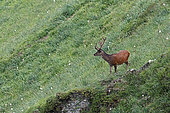 European stag (Cervus elaphus), velvet stag descending a small ridge, 1800m altitude, Haute-Garonne, France.