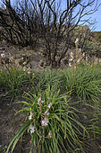 Branched asphodel (Asphodelus ramosus) in a burnt area. Species of acidic schist soils, Corte region, Corsica