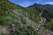 Asphodelus ramosus in Corsica. Species of acidic schist soils, Corte region, Corsica