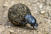 Dung beetle (Scarabaeus laticollis) pushing its ball, Corsica. Dung beetles are coprophagous coleopteran insects that use their front legs and mandibles to shape pieces of dung into spherical balls, which they then roll along the ground and lay their eggs in once buried. South Corsica, near Campomoro.