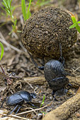 Dung beetle (Scarabaeus laticollis) pushing its ball, Corsica. Dung beetles are coprophagous coleopteran insects that use their front legs and mandibles to shape pieces of dung into spherical balls, which they then roll along the ground and lay their eggs in once buried. South Corsica, near Campomoro.