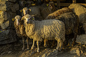 Ewes in a sheepfold, Pietralba, Haute Corse, Corsica.