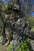 Very old chestnut tree (Castanea sativa), Castagniccia, Haute Corse. Pianello chestnut tree in Corsica, "Tree of the Year" 2014, around 700 years old.