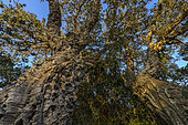 Cork oak (Quercus suber), Corsica.