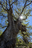 Holly oak (Quercus ilex) patriarch, Castaniccia, Upper Corsica, Corsica