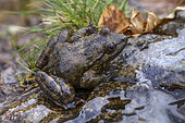 Corsican Painted Frog (Discoglossus montalentii), above the Cascade des Anglais, near Vizzavona, Haute Corse, Corsica. Small amphibian very similar to the Sardinian Discoglossus. Endemic to Corsica, found in mountain streams,