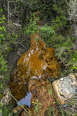 Ferric bacteria in a spring. Precipitation of dissolved iron into oxidized ferric iron by the action of ferrobacteria.