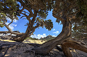 Very old Maritmie juniper (Juniperus oxycedrus subsp. macrocarpa), Plage d'Erbaju, Corse du Sud, Corsica.
