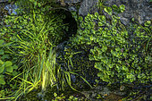 Hepathic thallus in a stream. Corsica