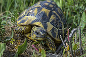 Young Hermann's Tortoise (Testudo hermanni) on a path in the Corte region, Haute Corse, Corsica.