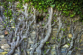 Ivy on a wall in Corsica. Frequent grazing exposes the branches welded to the stones of a very old wall in an abandoned farmhouse.