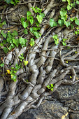 Ivy on a wall in Corsica. Frequent grazing exposes the branches welded to the stones of a very old wall in an abandoned farmhouse.