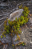 Souche de Myrte (Myrtus communis) produisant une future cépée de jeunes arbres, Haute Corse, Corse