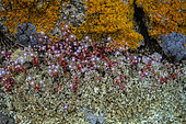Sky stone-crop (Sedum caeruleum), Crassulacea common on arid rocks in Corsica, blooms spectacularly in May, Balagne, Corsica. The lichens are Xanthoria parietina (orange) and Xanthoparmelia conspersa (grey-beige).