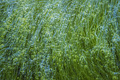 Bulles d'oxygène dans des algues vertes filamenteuses. La photosynthèse produit de l'oxygène qui reste ici bloqué entre les filaments serrés d'une algue verte, Golfe de Calvi, Corse
