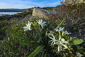 Tyrrhenian Pancratium (Pancratium illyricum) in bloom, Bonifacio region, South Corsica, Corsica. In France, this plant is found only in Corsica, in open shrubland, rock gardens and crags.
