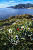 Tyrrhenian Pancratium (Pancratium illyricum) in bloom, Marine de Scalo, Pino, Cap Corse, Corsica. In France, this plant is found only in Corsica, in open shrubland, rock gardens and crags.