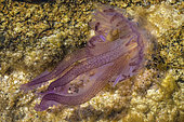 Mauve Stinger Jellyfish (Pelagia noctiluca) near the shore, Lavezzi Islands, South Corsica.