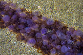 Mauve Stinger Jellyfish (Pelagia noctiluca), thousands of dying individuals forming grooves at the bottom of a cove in the Lavezzi Islands, South Corsica.