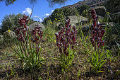 Heart-flowered Serapias (Serapias cordigera) in bloom, Calanches de Piana, South Corsica, Corsica.