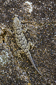 Moorish gecko (Tarentola mauritanica) on a rock, Meria, Cap Corse, Corsica.