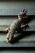 Moorish gecko (Tarentola mauritanica) on a shutter, Meria, Cap Corse, Corsica.