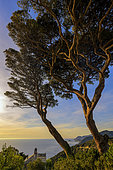 Dusk in Pina, Cap Corse. Italian stone pines (Pinus pinea) and the village of Pina at Cap Corse, Corsica