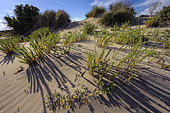 The Barcaggio dunes, north of Cap Corse. Oyats and Sea Spurge (Euphorbia paralias) - Fragile dunes protected by the Conservatoire du Littoral, Corsica