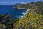 Tree spurge (Euphorbia dendroides) in the Gulf of Porto, Corsica.