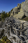 Dead incens juniper and granite chaos on Mont San Petru in Corsica. Incens juniper (Juniperus thurifera)