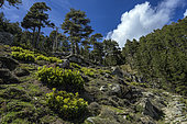 Hellébores de Corse (Helleborus argutifolius) et pins laricio dans les gorges de la Restonica en Corse.