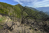 Fire-ravaged area in Corsica. Corte region - Haute Corse