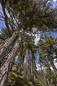 Laricio pine forest in Corsica. Corsican pine, Pinus nigra var. corsicana - Tavignano Territorial Forest - Upper Corsica