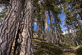 Laricio pine forest in Corsica. Laricio or Corsican pine, Pinus nigra var. corsicana - Corte Restonica Territorial Forest - Upper Corsica