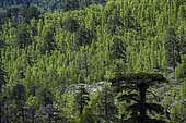 Century-old Laricio pines and birch trees in Corsica. Corsican pine, Pinus nigra var. corsicana - Valdu Niellu forest - Radulle waterfalls area - Upper Golo Valley - Upper Corsica