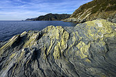 Prasinites of the Marine de Scalo, Cap Corse. The rocks are green schists or prasinites, derived from the metamorphism of hydrated basalts under conditions of low pressure and temperature (ophiolitic complexes) - Pinu - Cap Corse, Corsica