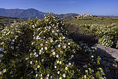 Maquis of Montpellier cistus (Cistus monspeliensis). Sant' Antonino plateau, Corsica
