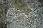Crustose lichen on granite in Corsica. Saxicolous crustose lichen Lepra (leucosora ?) (=Pertusaria leucosora)