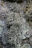 Roccella fuciformis on granite in southern Corsica. A thermophilic saxicolous fruticose lichen of rocky overhangs. Some species of the Roccella genus are among the very few lichens to have been given a generic vernacular name in French for their dyeing properties: they are known as orseilles.