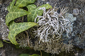 Ivy and Roccella phycopsis on granite. A thermophilic saxicolous fruticose lichen of rocky overhangs. Some species of the Roccella genus are among the very few lichens to have been given a generic vernacular name in French for their dyeing properties: they are known as orseilles. Gulf of Ventilegne.