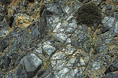 Serpentinite outcrop at Cap Corse. This rock forms at oceanic ridges, where magma is altered by hydrothermal fluids. This alteration, which takes the form of veinlets on the rock, corresponds to the serpentinization of mantle peridotites by hydration (transformation of the minerals olivine and pyroxene into serpentine by reaction with these fluids). Serpentinites outcrop in ophiolites, as seen here at Cap Corse. (seafloor obduction)