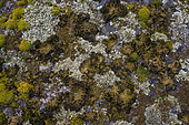 Foliaceous lichens on granite in Corsica. Saxicolous foliaceous lichen Umbilicaria pustulata (=Lasallia pustulata) - sometimes abundant on rocks, eaten in Canada as rock tripe. The yellow foliaceous lichen with isidia is probably Xanthoparmelia conspersa.