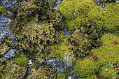 Foliaceous lichens and mosses on granite in Corsica. Saxicolous foliaceous lichen Umbilicaria pustulata (=Lasallia pustulata) - sometimes abundant on rocks, eaten in Canada as rock tripe.