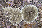 Foliaceous lichens on granite in Corsica. Saxicolous foliaceous lichen Xanthoparmelia conspersa