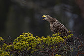White-tailed eagle (Haliaeetus albicilla) on a pine tree, Flatanger, Norwegian Sea, Norway