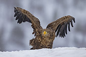 White-tailed eagle (Haliaeetus albicilla) in the snow, Flatanger, Norwegian Sea, Norway
