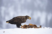 White-tailed eagle (Haliaeetus albicilla) feeding on a fox in the snow, Flatanger, Norwegian Sea, Norway