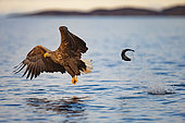 White-tailed eagle (Haliaeetus albicilla) in flight and fish, Flatanger, Norwegian Sea, Norway