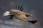 White-tailed eagle (Haliaeetus albicilla) in flight with a fish, Flatanger, Norwegian Sea, Norway
